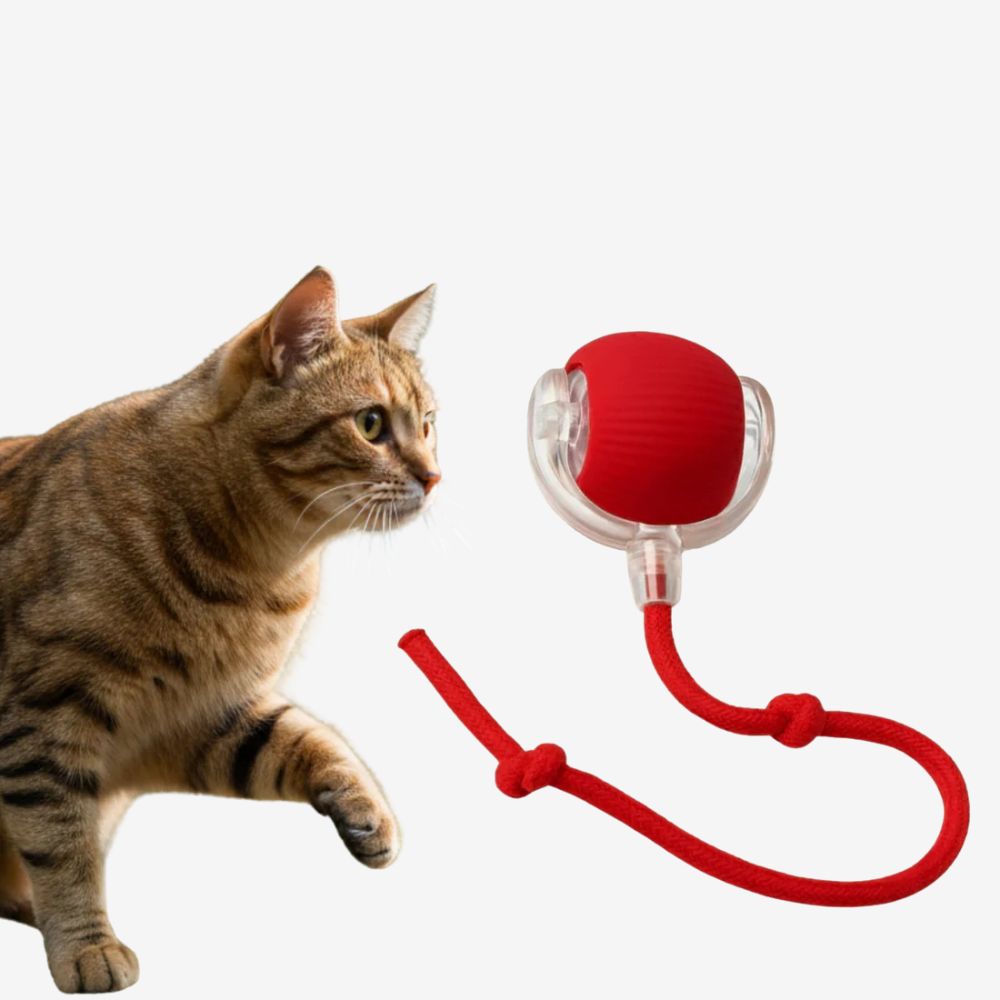 ChaseBall Pro | Katzenspielzeug